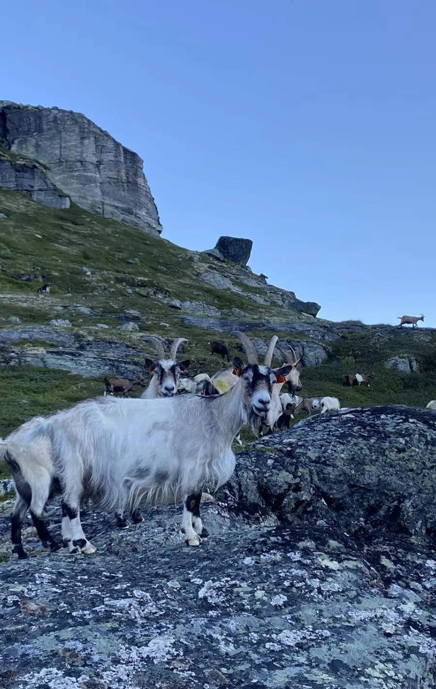 Alle bør ein gong følge ein geiteflokk i fjellet.