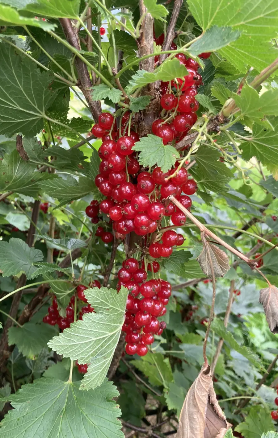 Ripsbuskene mine elsker meg. Er det slik?