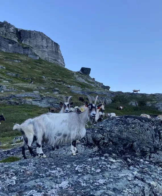 Alle bør ein gong følge ein geiteflokk i fjellet.