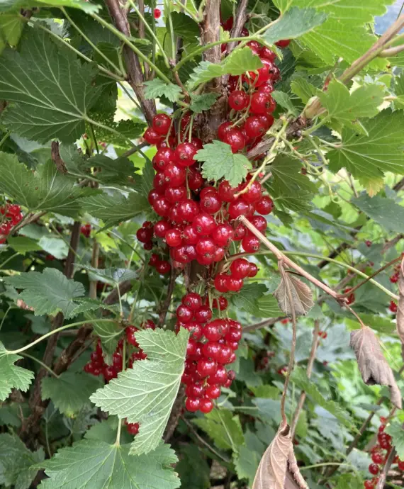 Ripsbuskene mine elsker meg. Er det slik?
