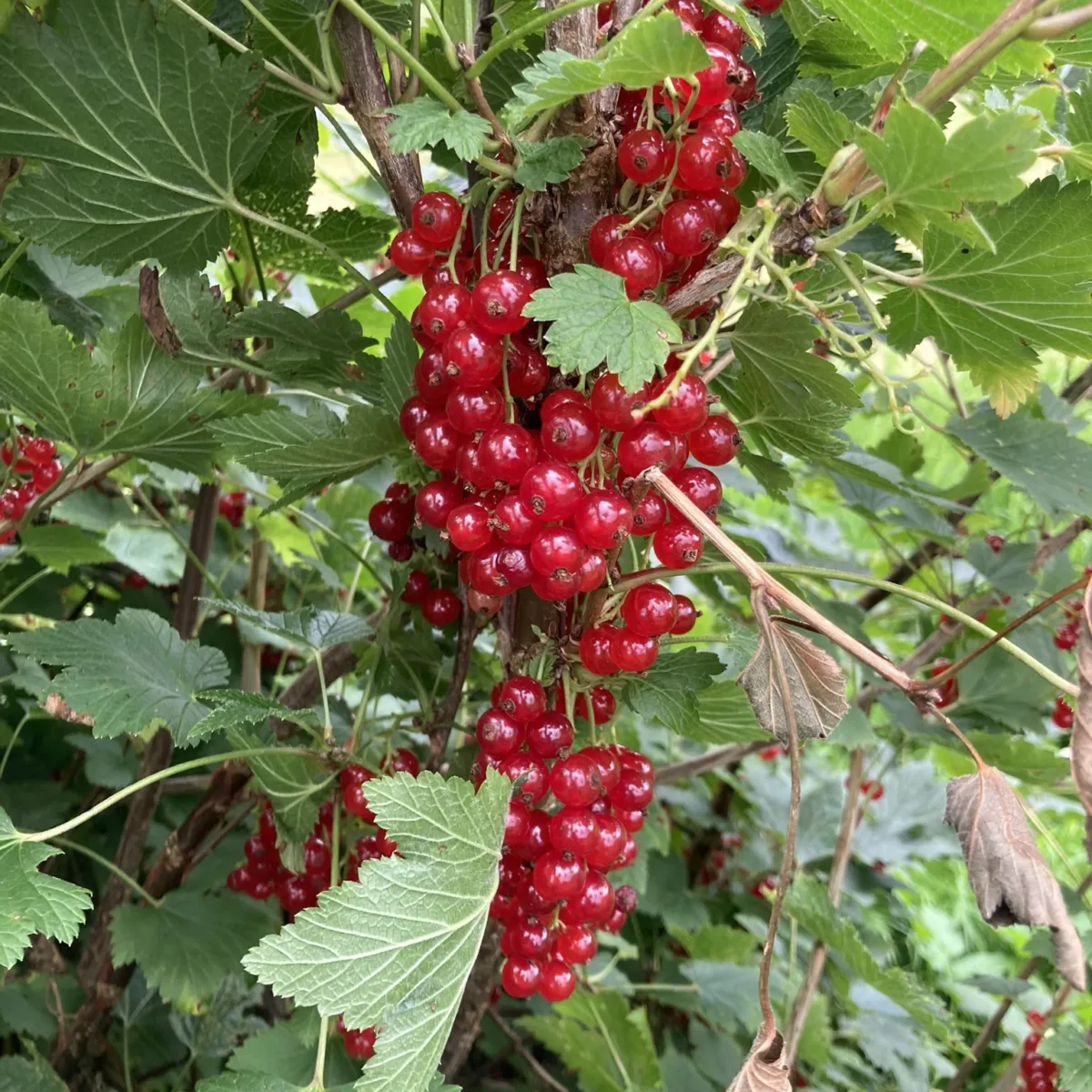 Ripsbuskene mine elsker meg. Er det slik?